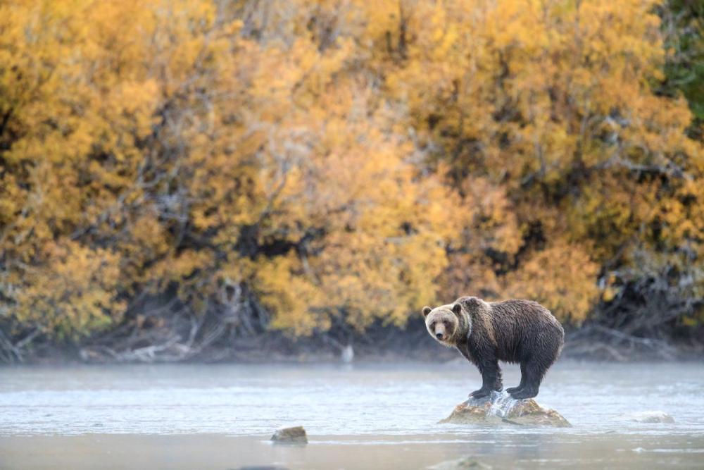 Grizz Bill 15.jpg